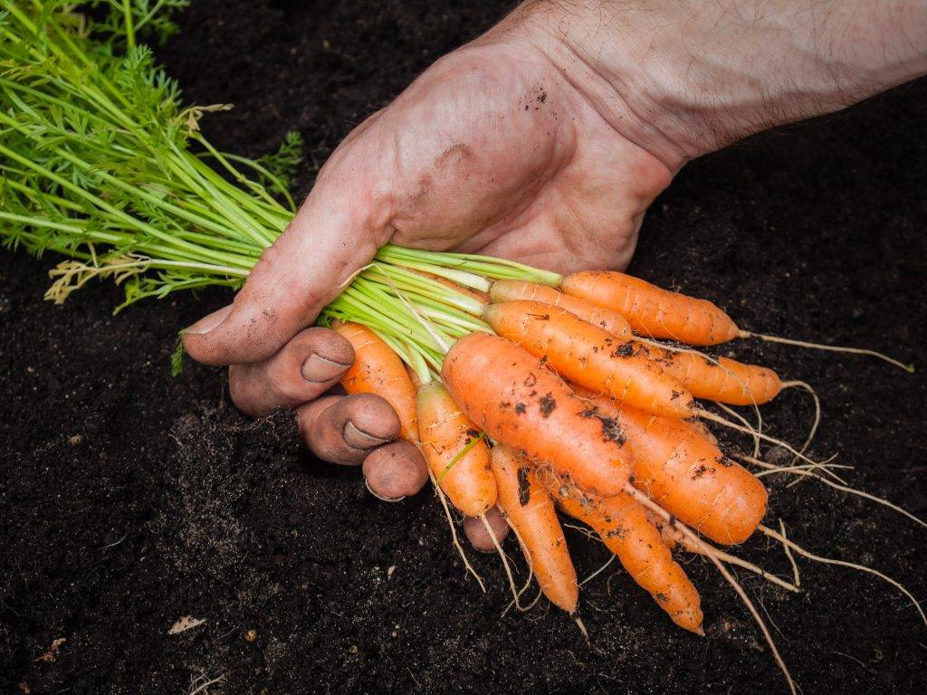 Когда убирать морковь и свеклу с грядок по срокам, погоде, в регионах