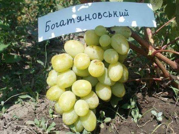 Виноград богатяновский: описание сорта, отзывы, фото, выращивание и уход, урожайность