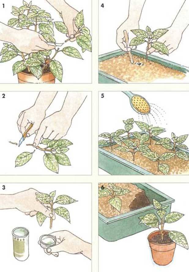 Размножение вишни черенками: как вырастить и размножить, уход после высадки