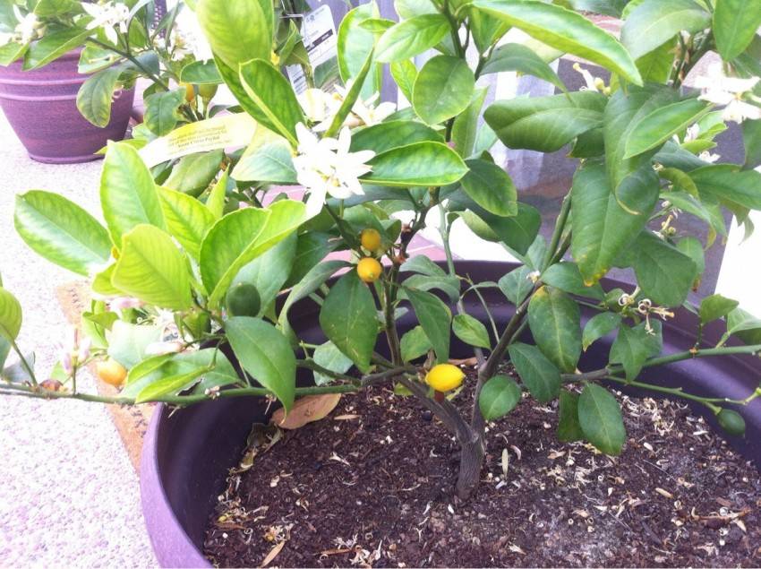 Лимонное дерево: уход в домашних условиях, болезни, обрезка, фото
