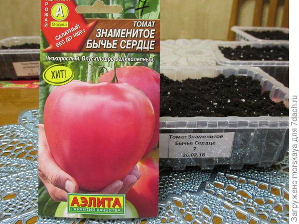 Томат бычье сердце гигантское f1: отзывы о помидорах марки сады россии и фото, описание сорта и характеристики