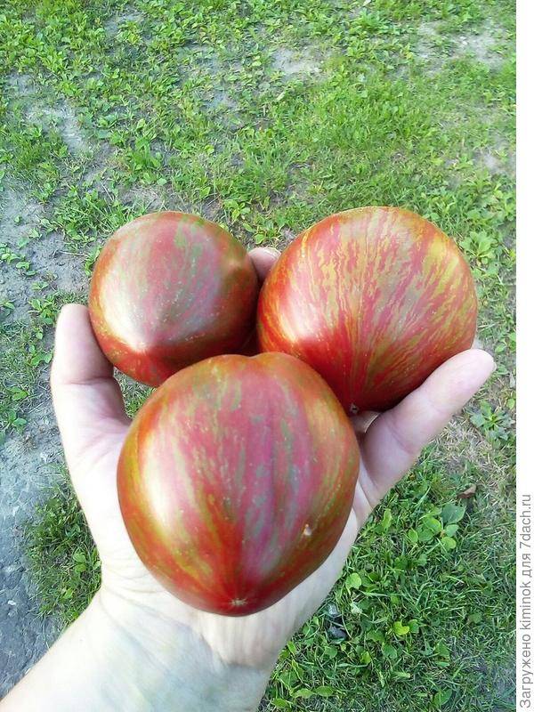 Томат беркли тай дай хаат: описание сорта пинк, отзывы об урожайности помидоров и фото плодов