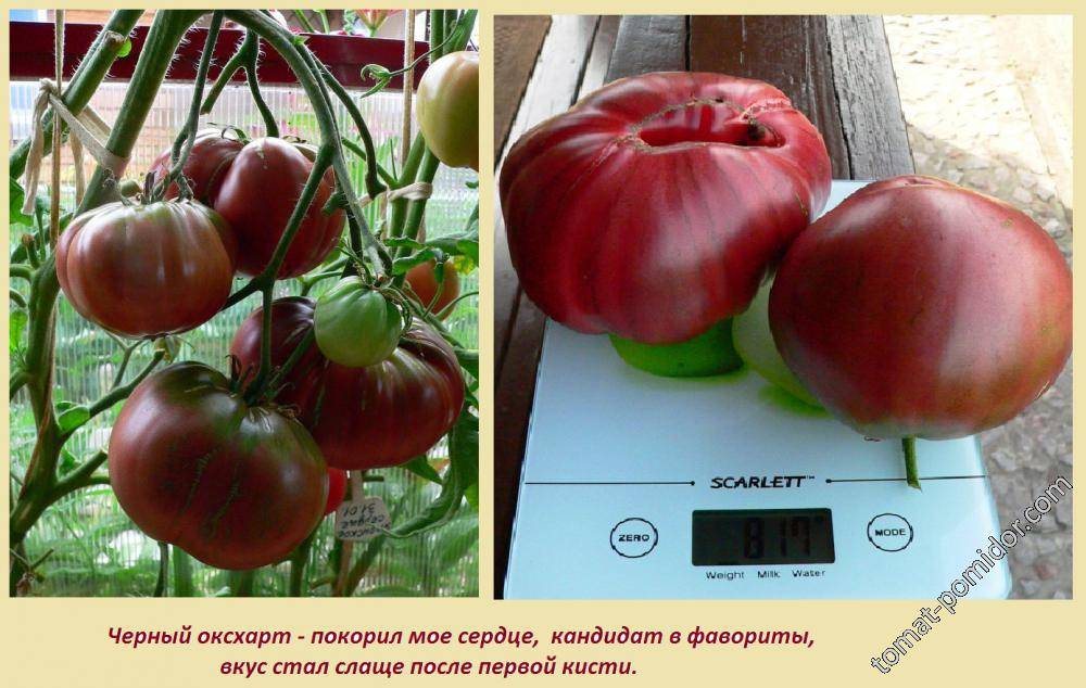 Томат исполин малиновый: описание сорта, достоинства и недостатки, выращивание русский фермер