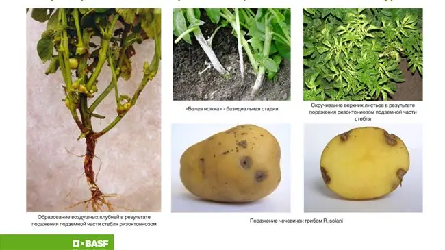 Парша на картофеле: методы борьбы с болезнью