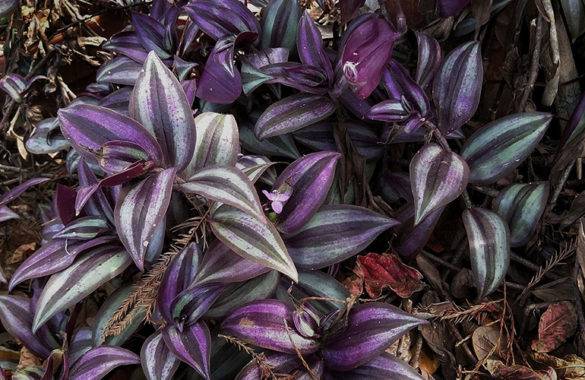 Сеткреазия пурпурная: уход в домашних условиях, размножение, свойства - lifeflower
