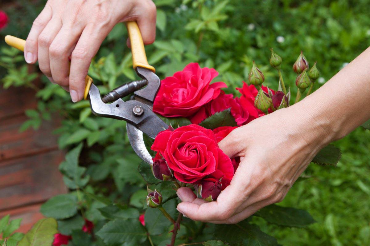 Розы - комплексный уход за садом