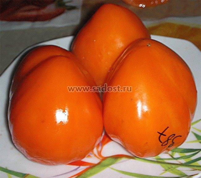 Семена:томат лискин нос /fox nose/оранжевое сердце/. томат, семена овощей. , , . продажа и доставка по краснодару и россии.