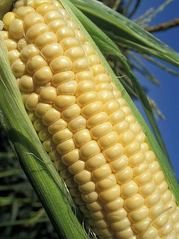Как хранить кукурузу в початках в домашних условиях на зиму