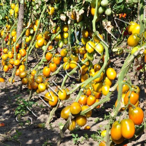 Описание среднеспелого томата Чили и рекомендации по выращиванию помидоров