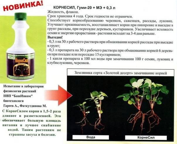 Инструкция по применению «Корневина» для томатов, как использовать при пикировке