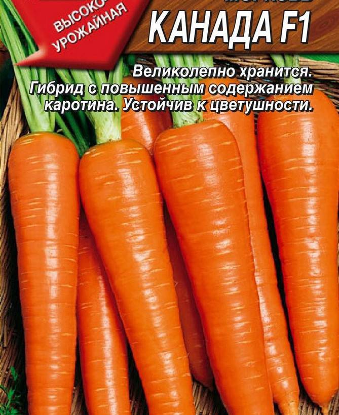 Морковь канада f1: описание сорта, фото, отзывы