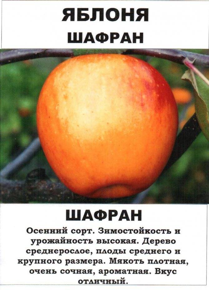 Яблоня пепин шафран: фото, описание, отзывы