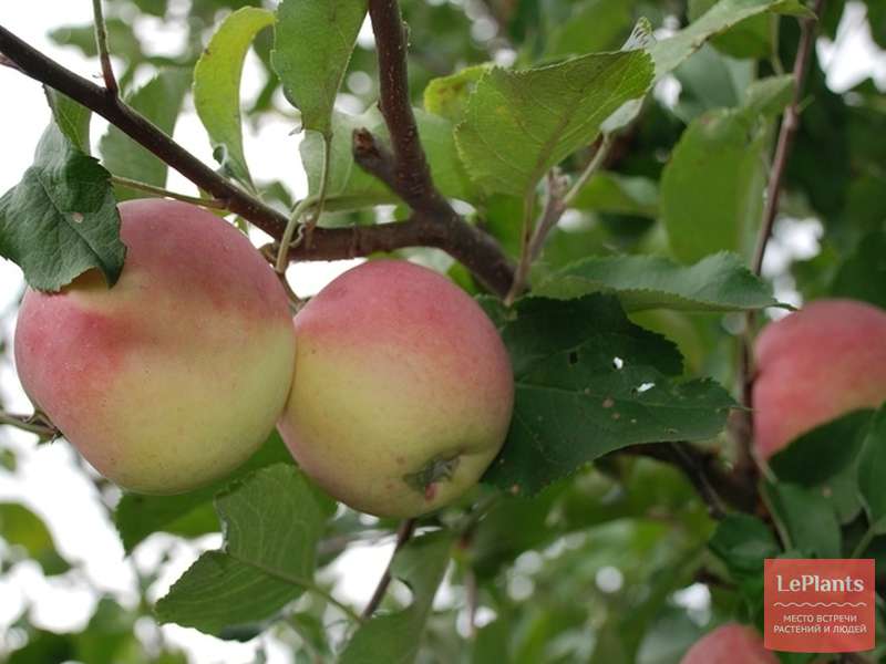 Зеленые сорта яблок 2022 - описание с фото | огородникам инфо