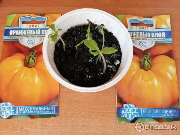 Оранжевый слон: описание сорта томата, характеристики помидоров, посев