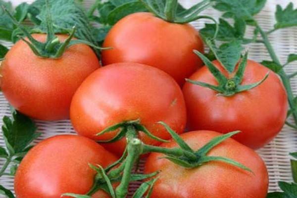 Описание и урожайность томата наша маша с фото и отзывами