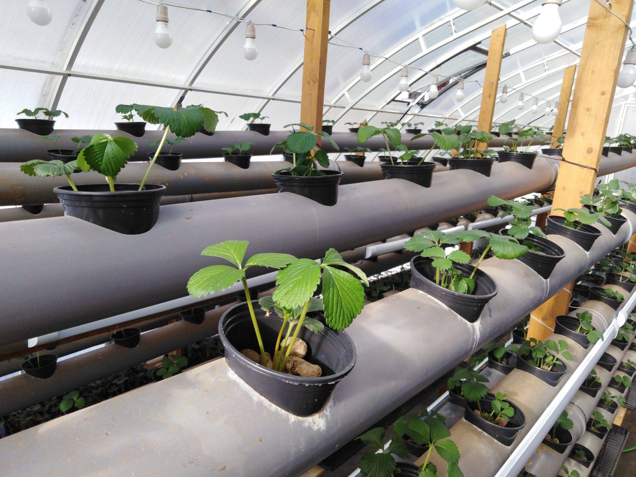 Клубника на гидропонике: технология выращивания, выбор сорта, подготовка субстрата и создание оптимальных условий для роста (115 фото)
