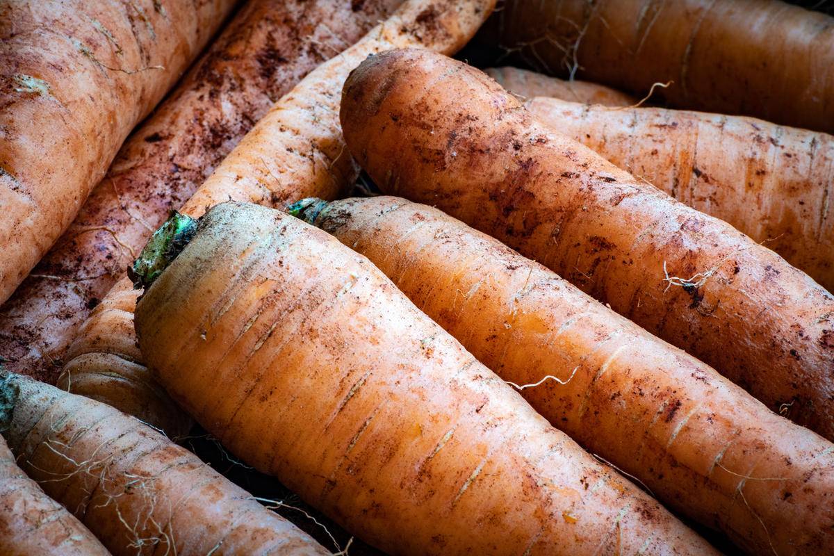 Как хранить морковь в домашних условиях: в холодильнике или в квартире, как сохранить на зиму свежую в погребе