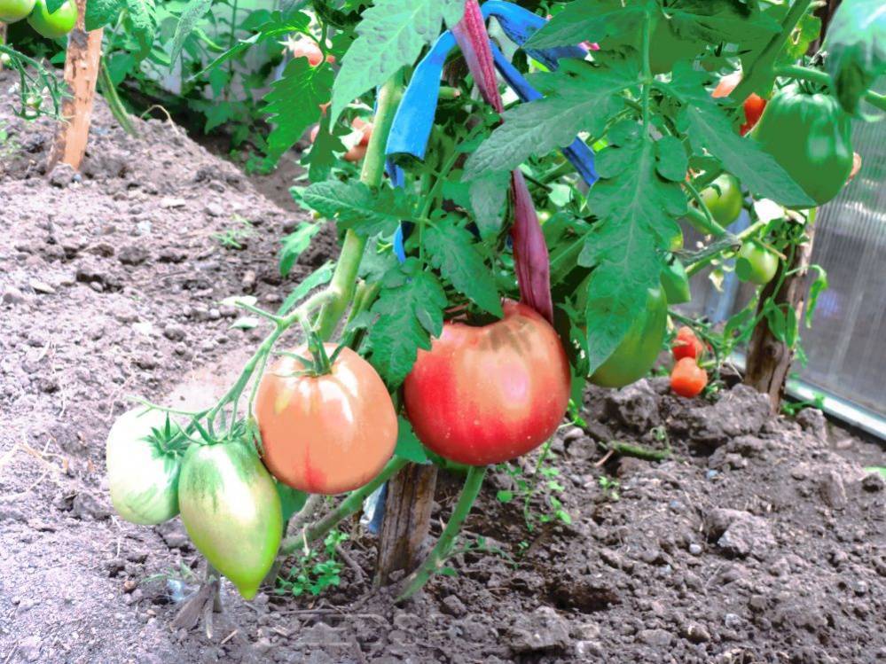 Фото, отзывы, описание, характеристика, урожайность сорта томата «купола россии».