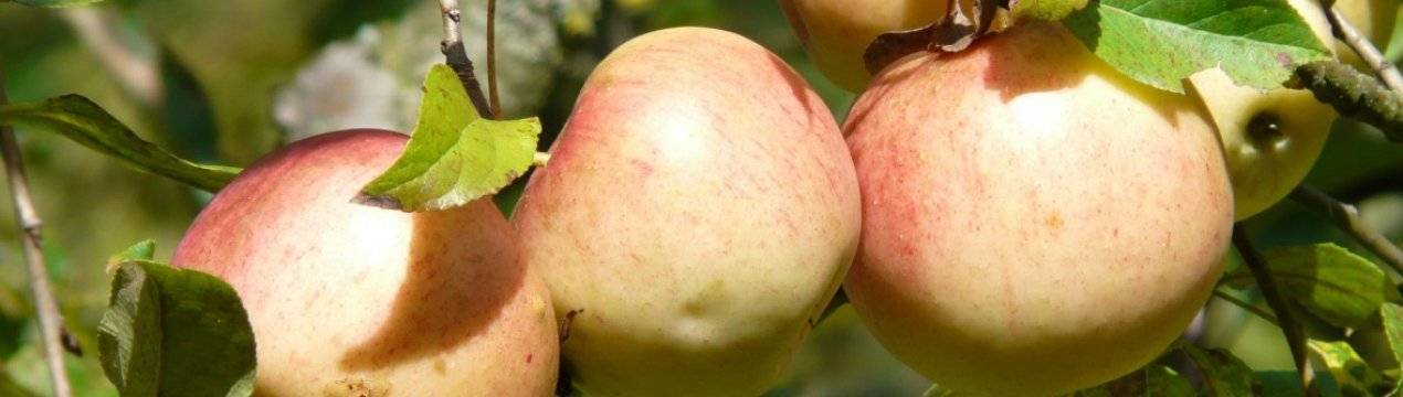 Особенности посадки и выращивания яблони валюта