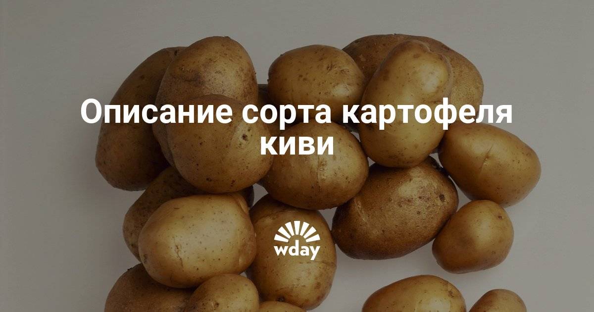 Картофель киви: описание сорта и характеристика, посадка и уход, отзывы с фото