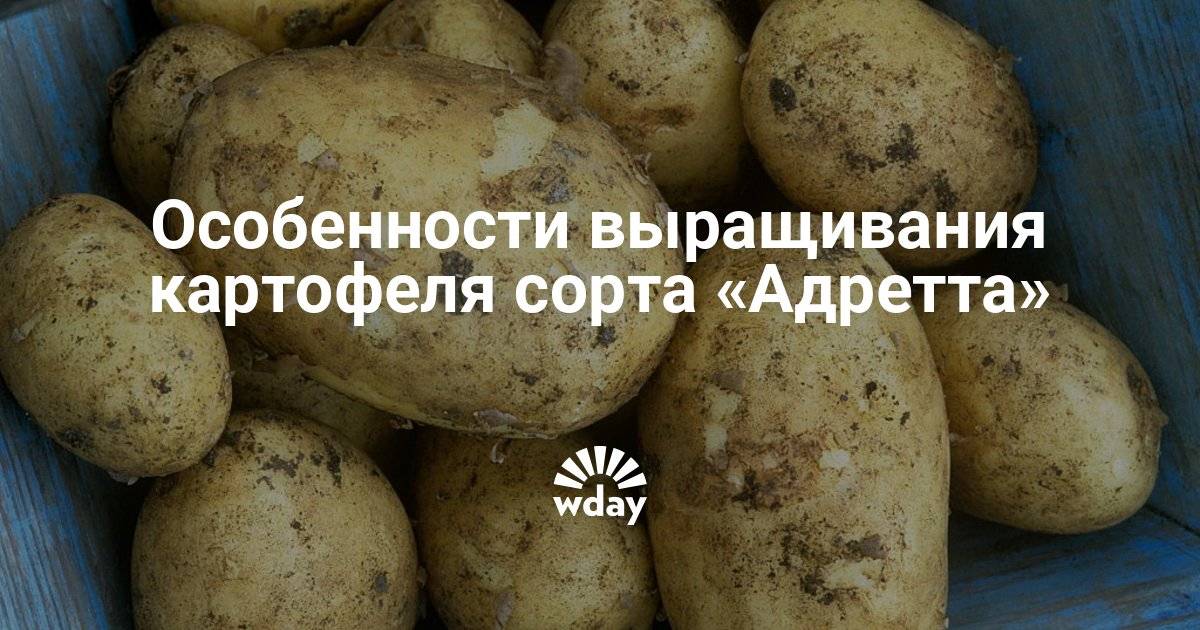 ᐉ сорт картофеля адретта – описание и фото - roza-zanoza.ru