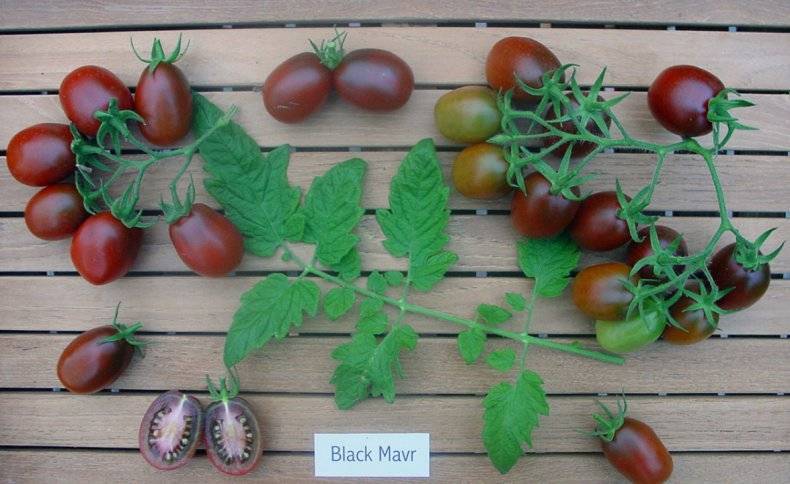 Томаты «черный мавр»: советы по выращиванию и уходу за красивыми и вкусными помидорами