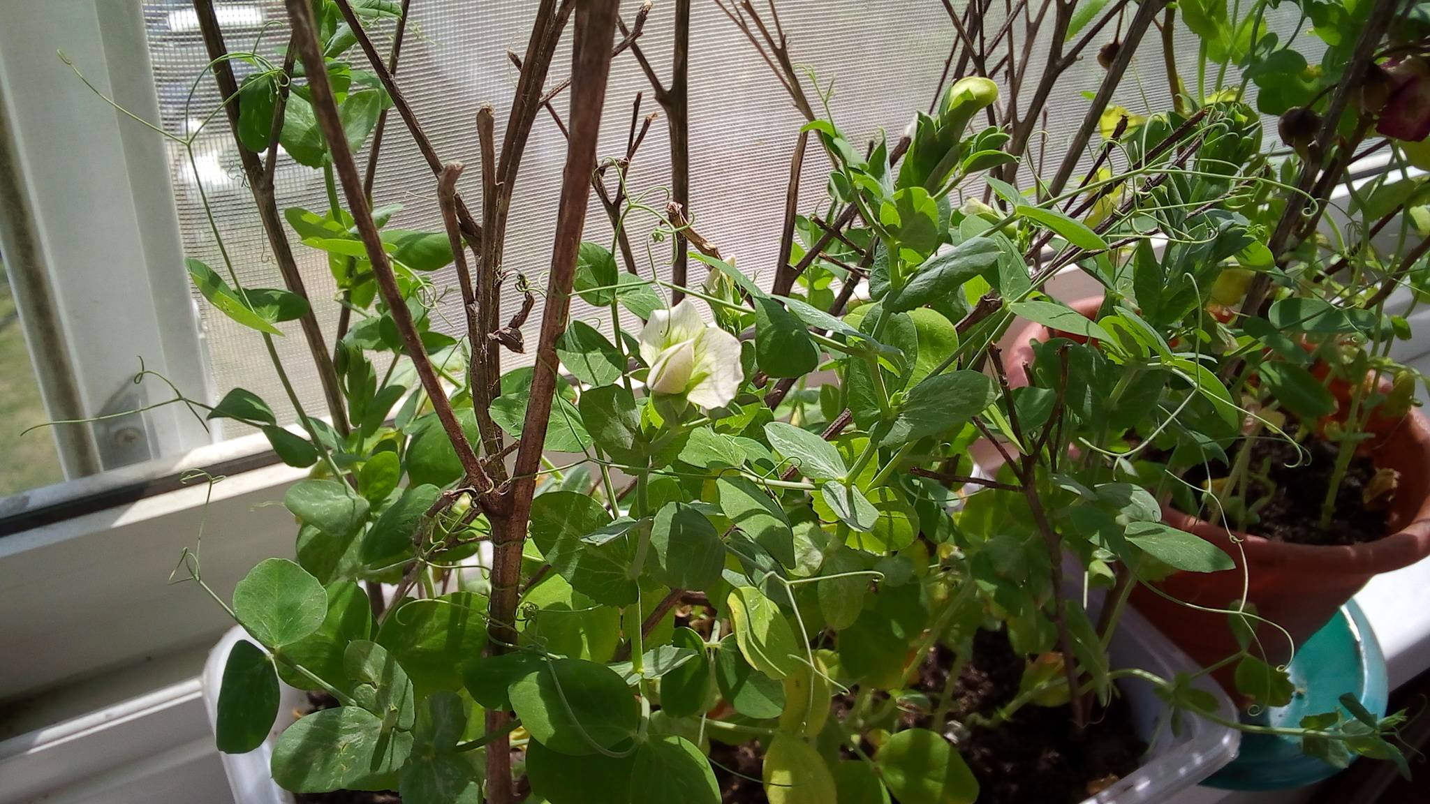 Что можно вырастить на балконе: выращивание кабачков, гороха