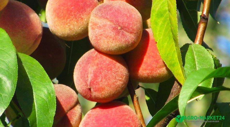 Все о правильной посадке саженца персика осенью и весной