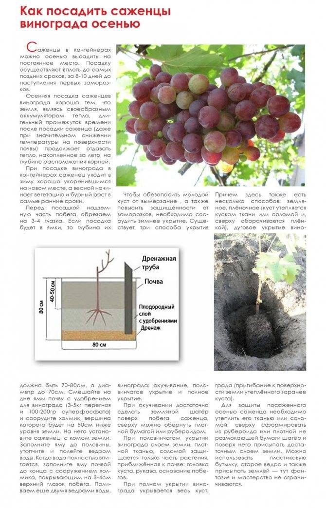 Как выращивать виноград на урале, сорта, уход