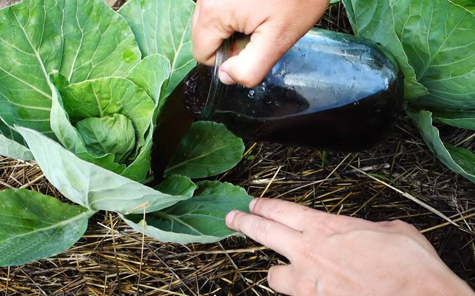 Подкормка капусты в открытом грунте: чем удобрять, лучшие средства, сроки