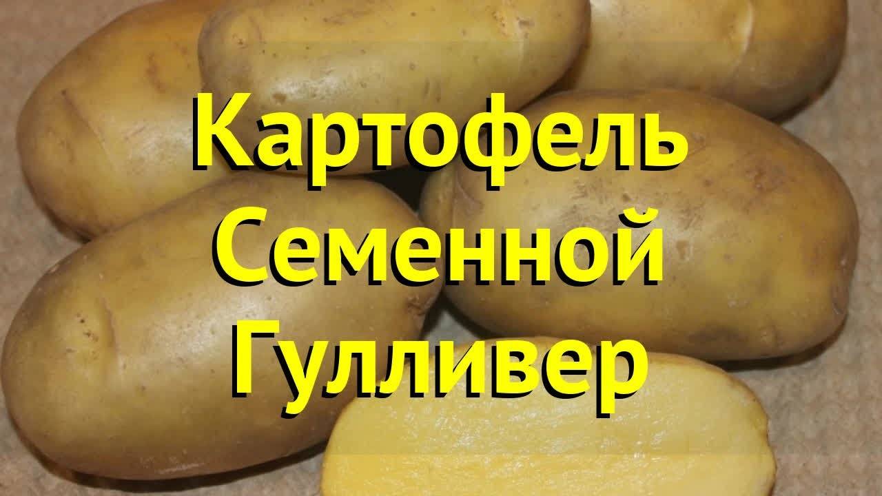 Сорт картофеля гулливер: характеристика, описание с фото, отзывы