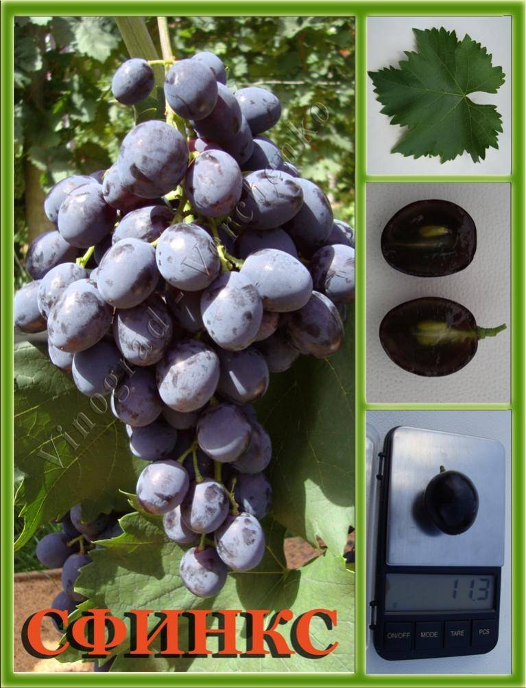 Описание сорта винограда Сфинкс, правила выращивания и ухода