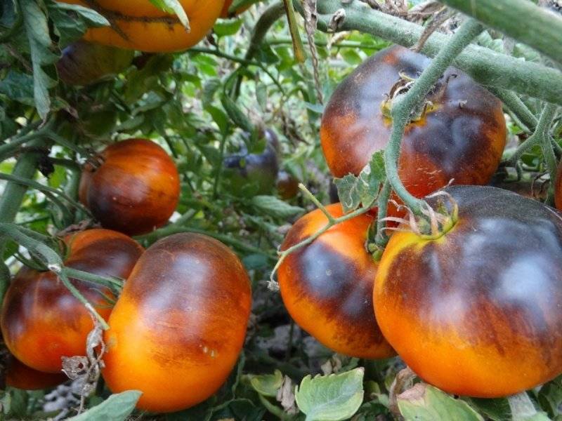 Описание сорта томата иван-да-марья, отзывы