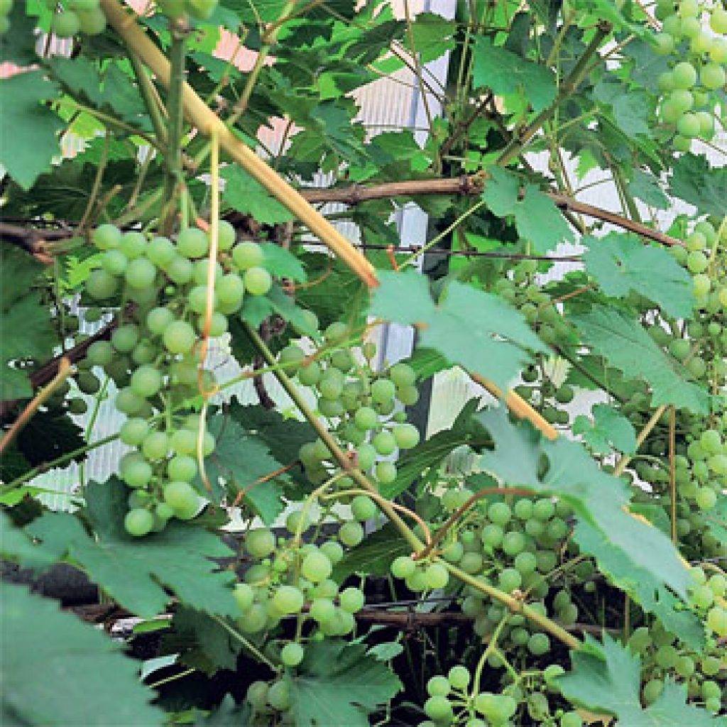 Когда собирать урожай винограда на хранение: сроки, как хранить