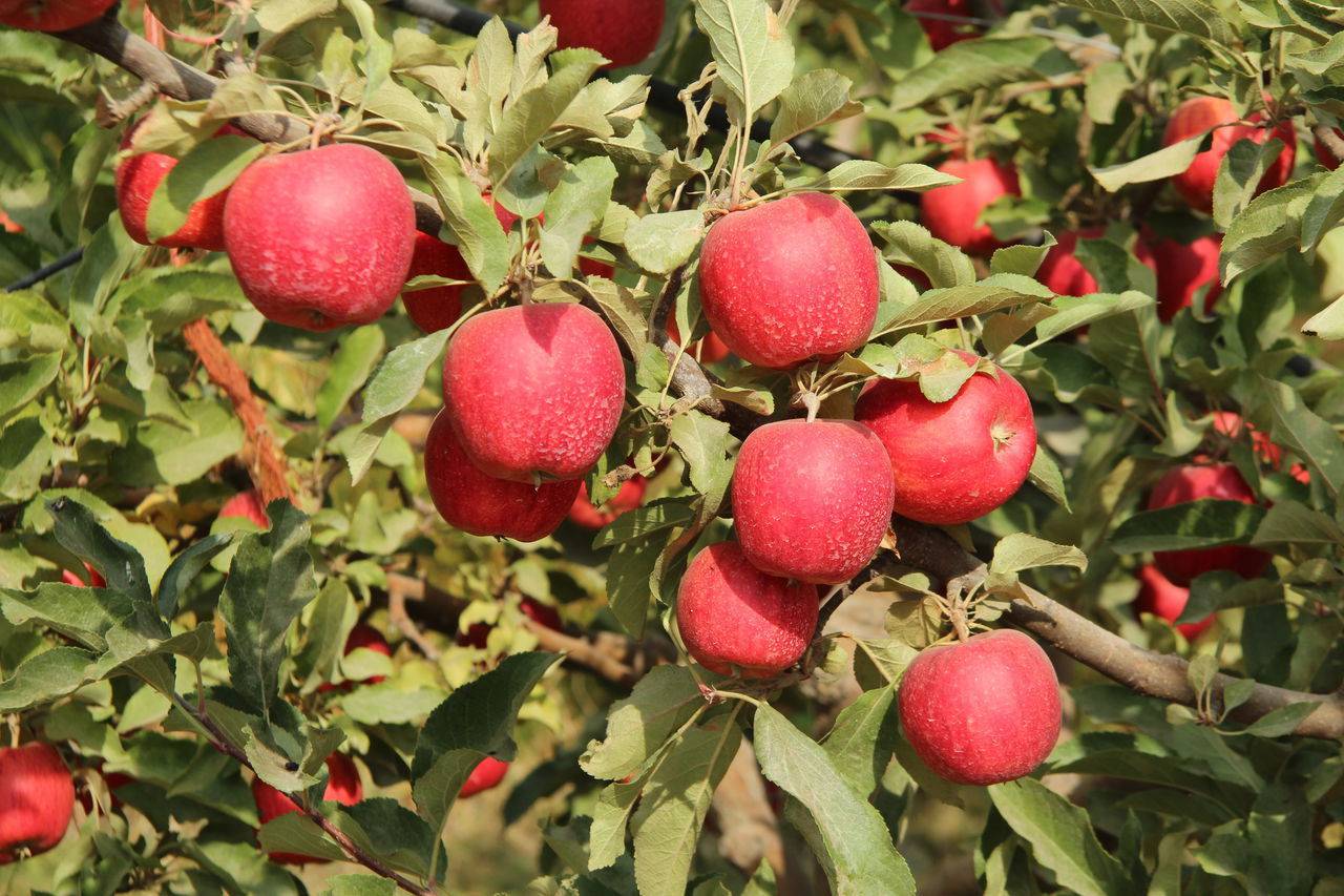 Яблоня гала маст — описание сорта, фото, отзывы