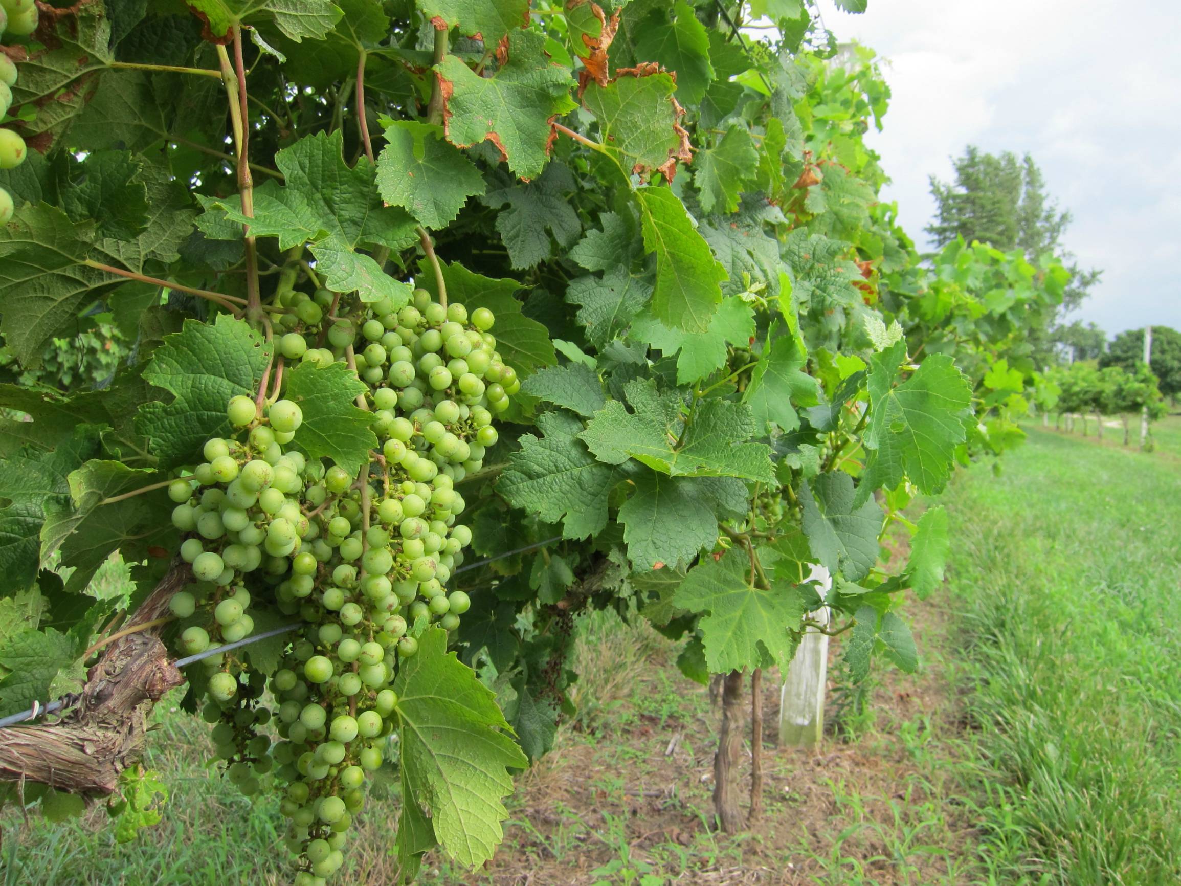Сорт винограда бажена — технология посадки и ухода