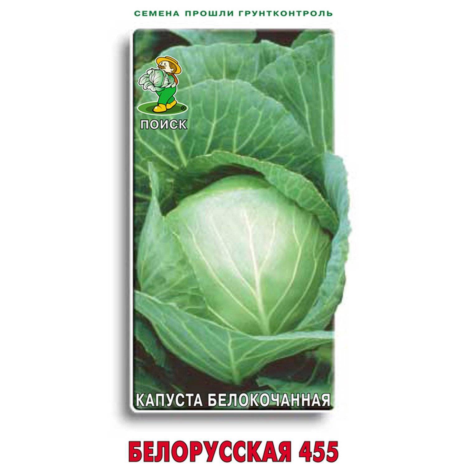 Капуста белорусская: описание сорта, плюсы и минусы