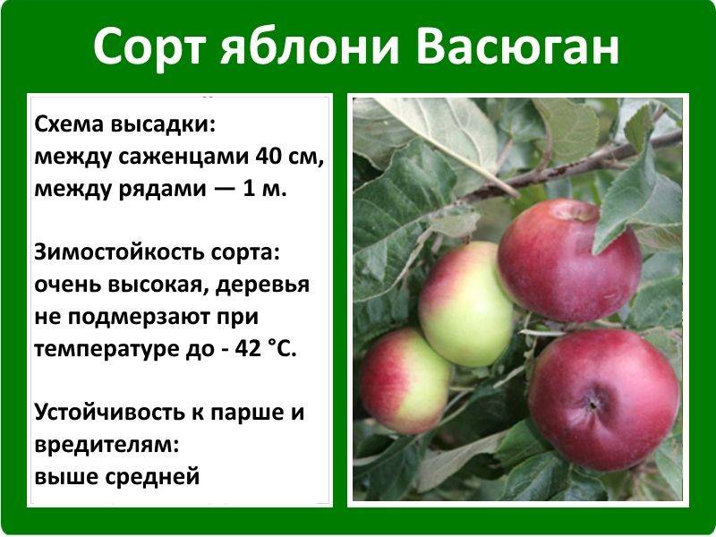 Сибирская яблоня заветное: описание, фото