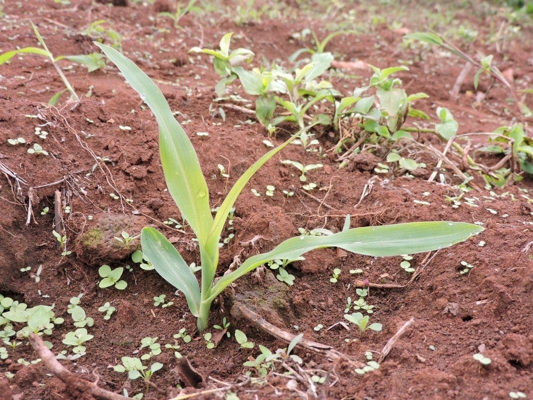 Кукуруза: как и когда сажать кукурузу в открытый грунт, посадка и уход, выращивание, фото