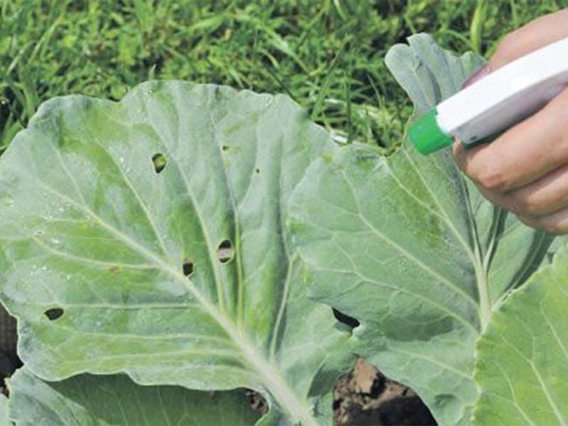 Чем обработать капусту от вредителей: народные, химические и биологические средства