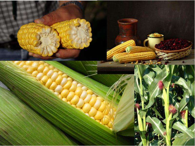 10 лучших марок консервированной кукурузы: стандарты производства, какую купить, цена, плюсы и минусы