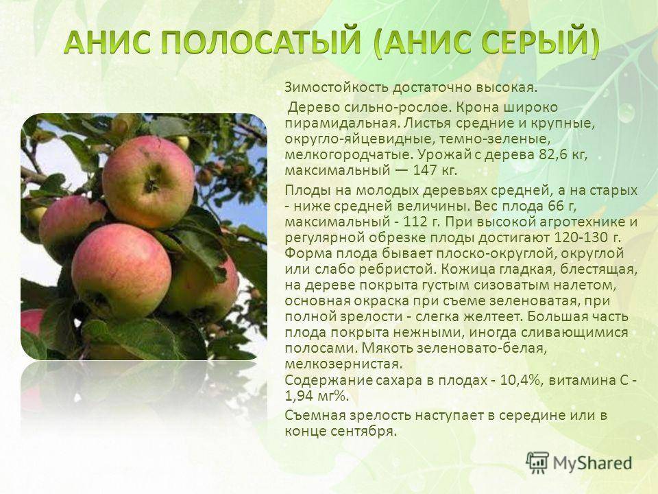 Яблоня анис свердловский: описание сорта, фото, посадка и обрезка, отзывы
