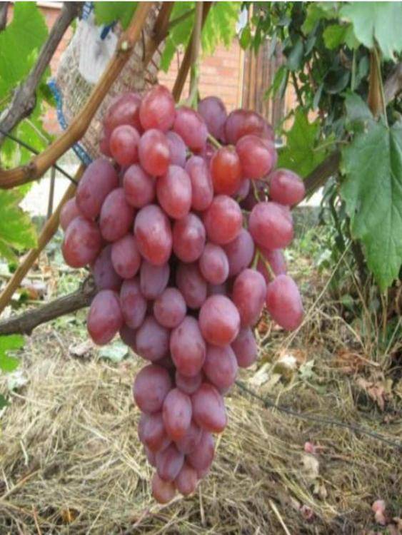 Виноград сорта анюта: особенности ухода и выращивания