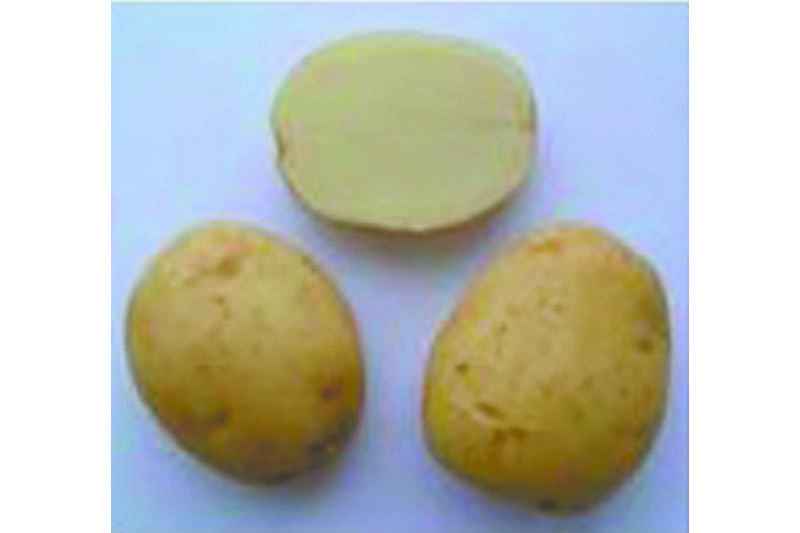 Рогнеда сорт картофеля