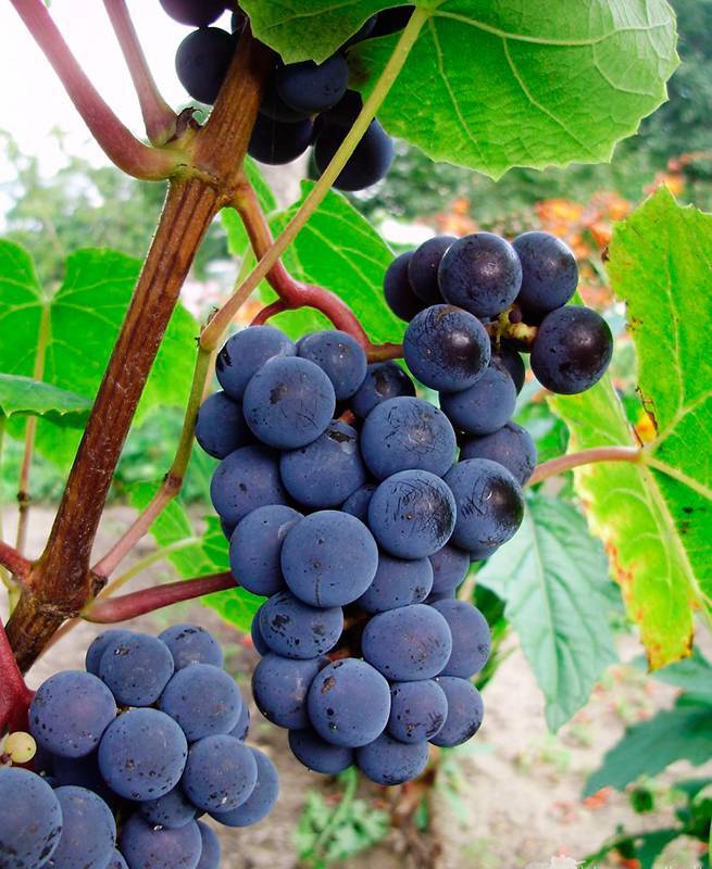 Виноград «зилга»: описание сорта, фото и отзывы. основные его плюсы и минусы, характеристики и особенности выращивания в регионах