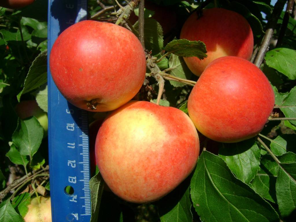 Характеристика и описание яблони сорта Пепин шафранный, посадка и уход