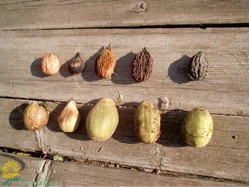 Как посадить орех маньчжурский осенью. маньчжурский орех: агротехника, посадка и правильный уход. правильная посадка саженцев