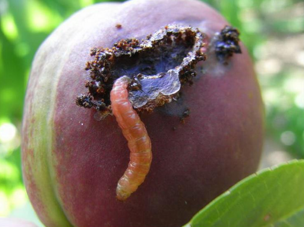 Яблонная плодожорка и восточная: фото, подробное описание, меры избавления от вредителей selo.guru — интернет портал о сельском хозяйстве