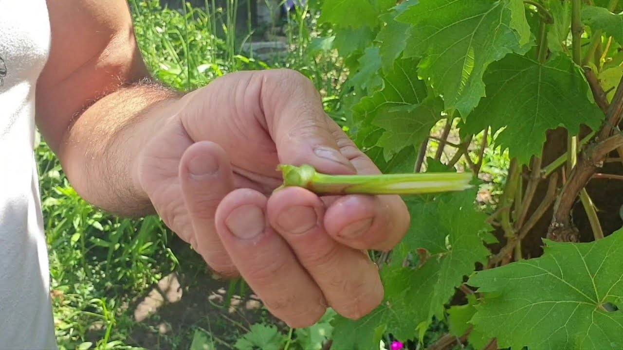 Прививка винограда черное в зеленое весной. Окулировка винограда почкой. Корейская прививка винограда Науменко. Прививка винограда зеленым в зеленое.