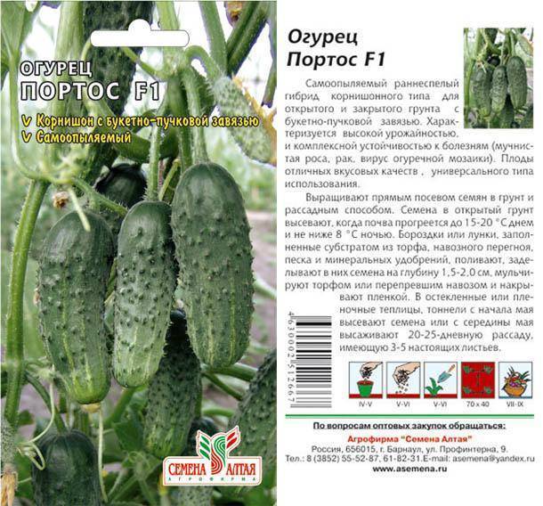 Огурцы клавдия: характеристика и описание сорта, урожайность и выращивание с фото